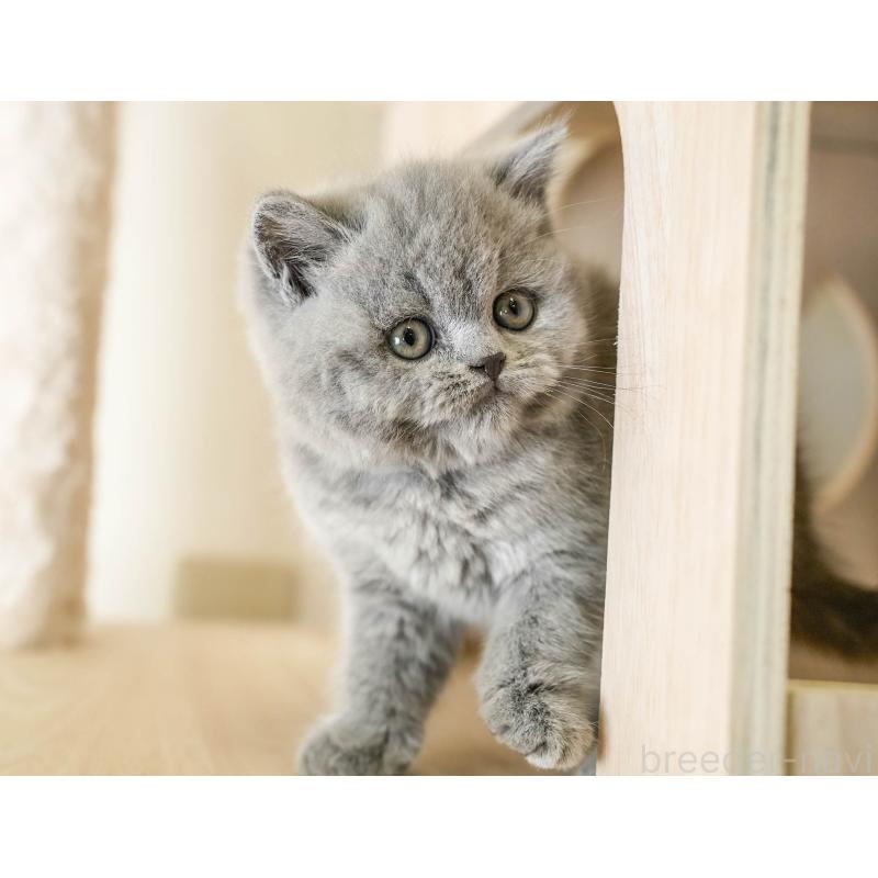 販売中の埼玉県のブリティッシュショートヘア-130569の9枚目