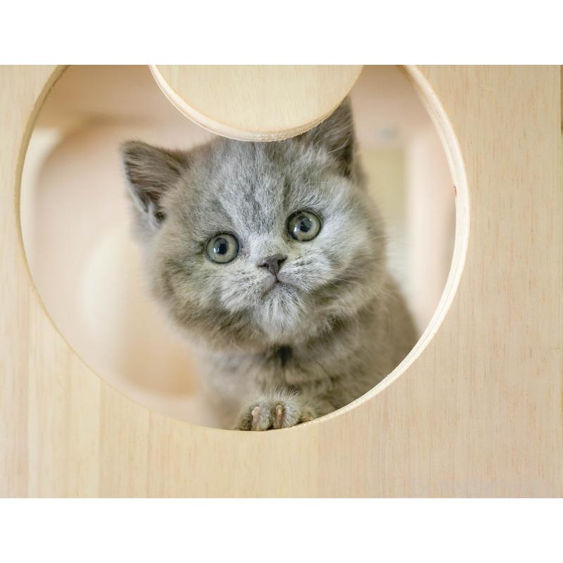 販売中の埼玉県のブリティッシュショートヘア-130569の8枚目