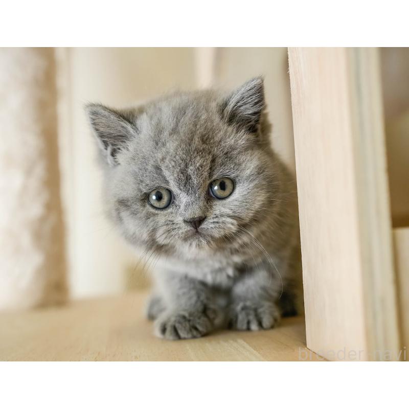 販売中の埼玉県のブリティッシュショートヘア-130569の7枚目