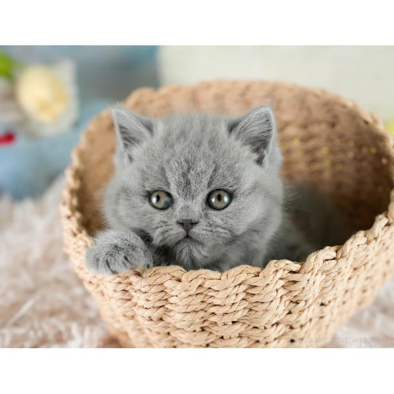 販売中の埼玉県のブリティッシュショートヘア-130569の6枚目