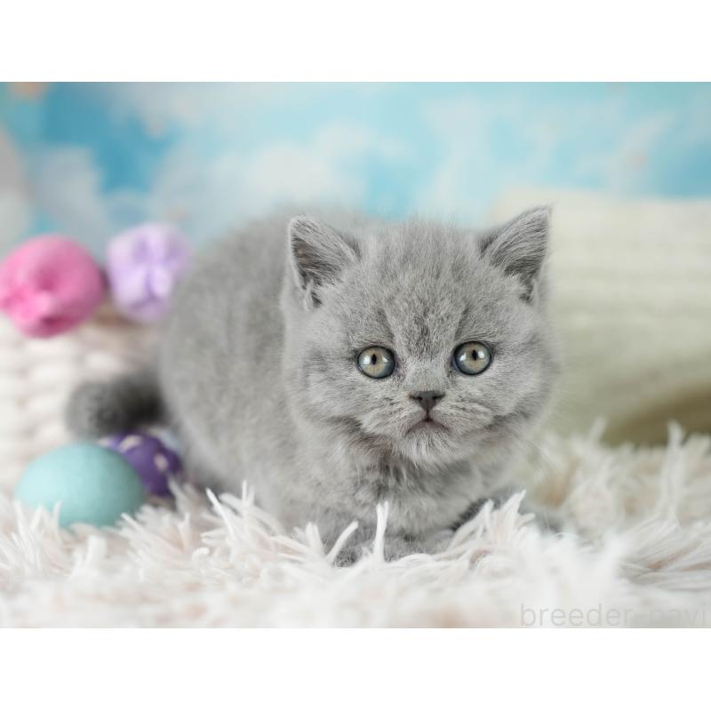 販売中の埼玉県のブリティッシュショートヘア-130569の5枚目