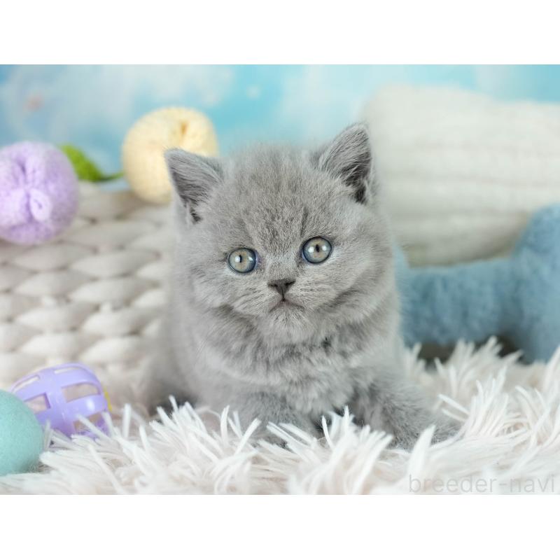 販売中の埼玉県のブリティッシュショートヘア-130569の4枚目