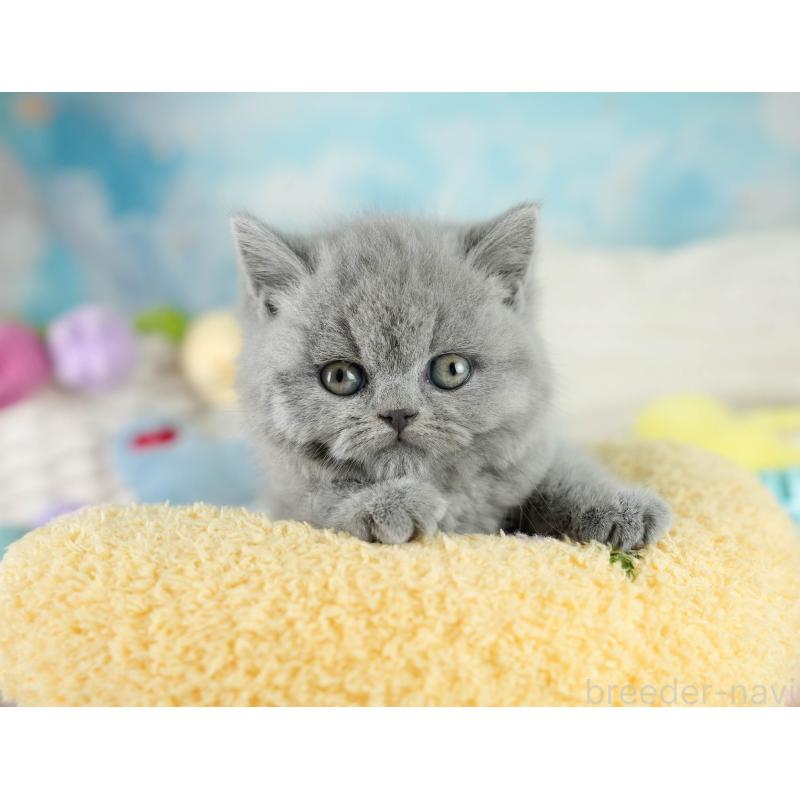 販売中の埼玉県のブリティッシュショートヘア-130569の3枚目