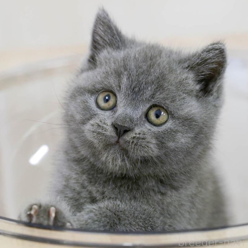 販売中の埼玉県のブリティッシュショートヘア-130567