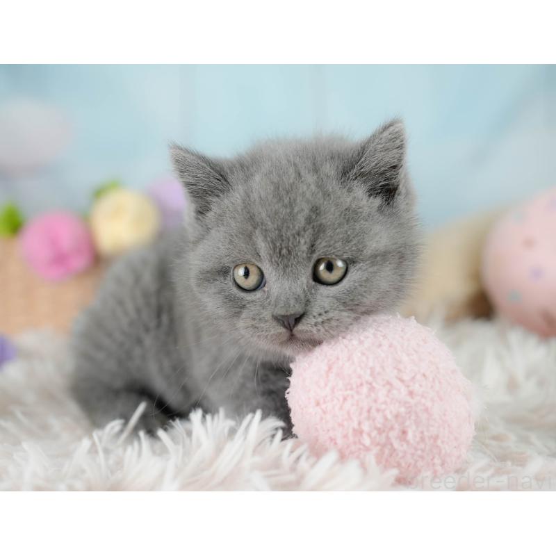 販売中の埼玉県のブリティッシュショートヘア-130567の11枚目