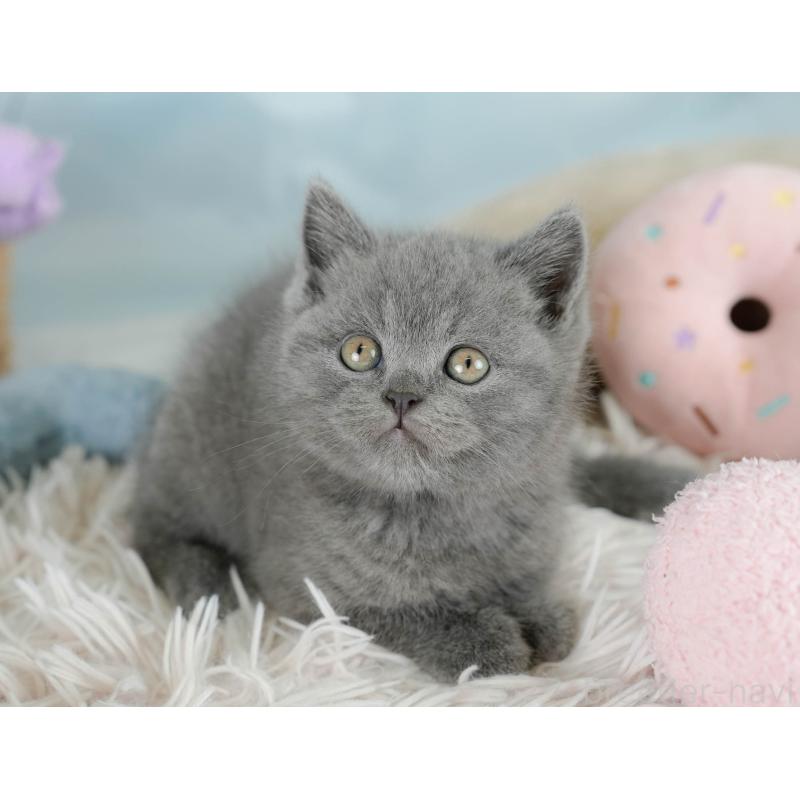 販売中の埼玉県のブリティッシュショートヘア-130567の10枚目