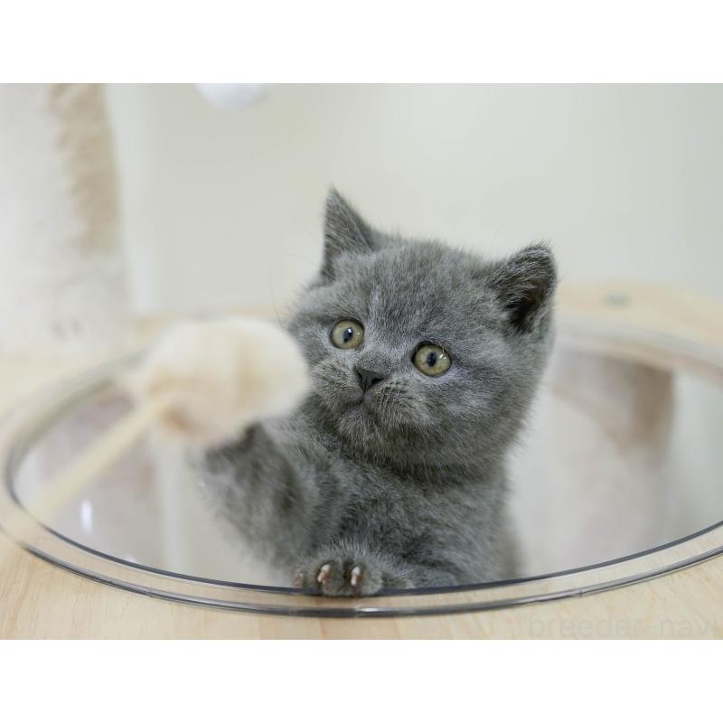 販売中の埼玉県のブリティッシュショートヘア-130567の9枚目