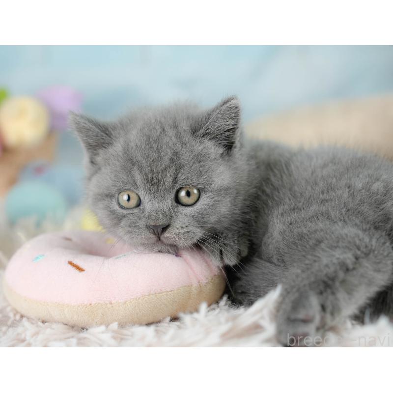 販売中の埼玉県のブリティッシュショートヘア-130567の8枚目