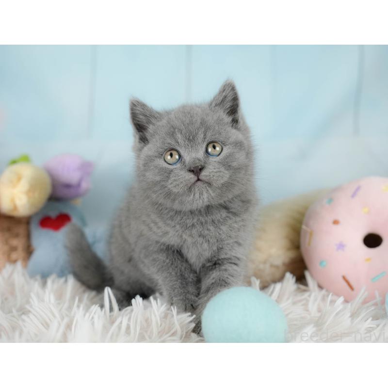 販売中の埼玉県のブリティッシュショートヘア-130567の7枚目