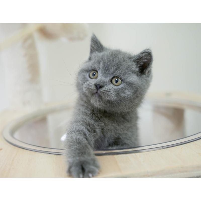 販売中の埼玉県のブリティッシュショートヘア-130567の6枚目