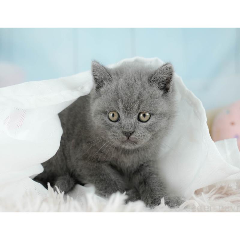 販売中の埼玉県のブリティッシュショートヘア-130567の5枚目