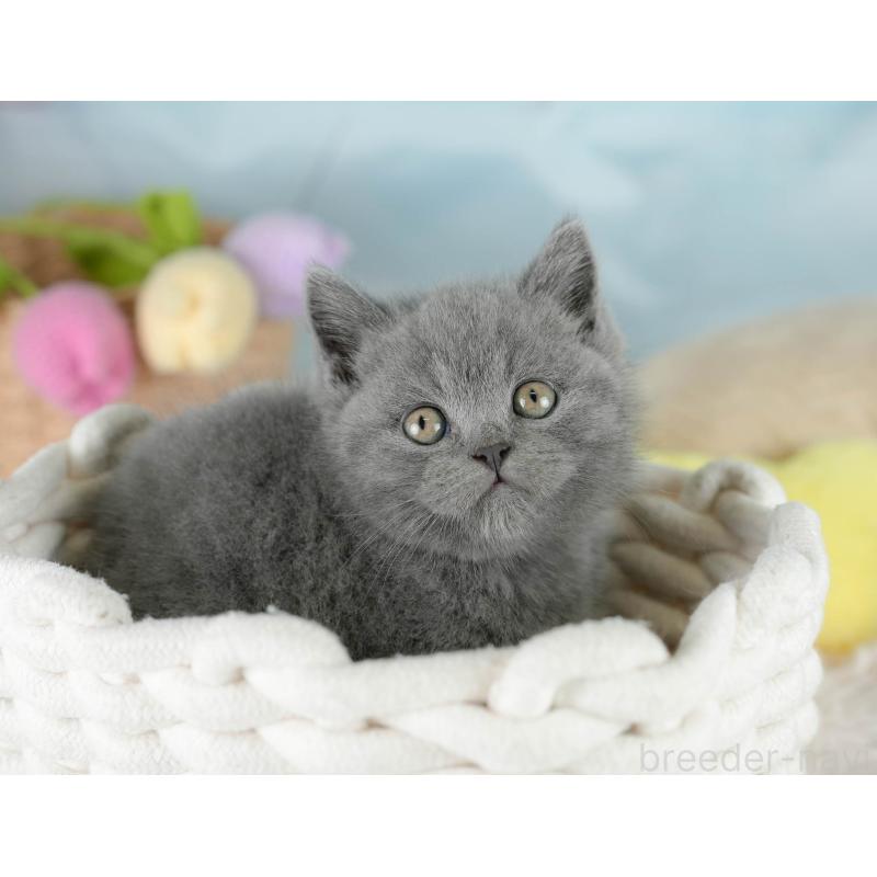 販売中の埼玉県のブリティッシュショートヘア-130567の4枚目