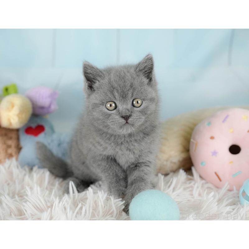 販売中の埼玉県のブリティッシュショートヘア-130567の3枚目