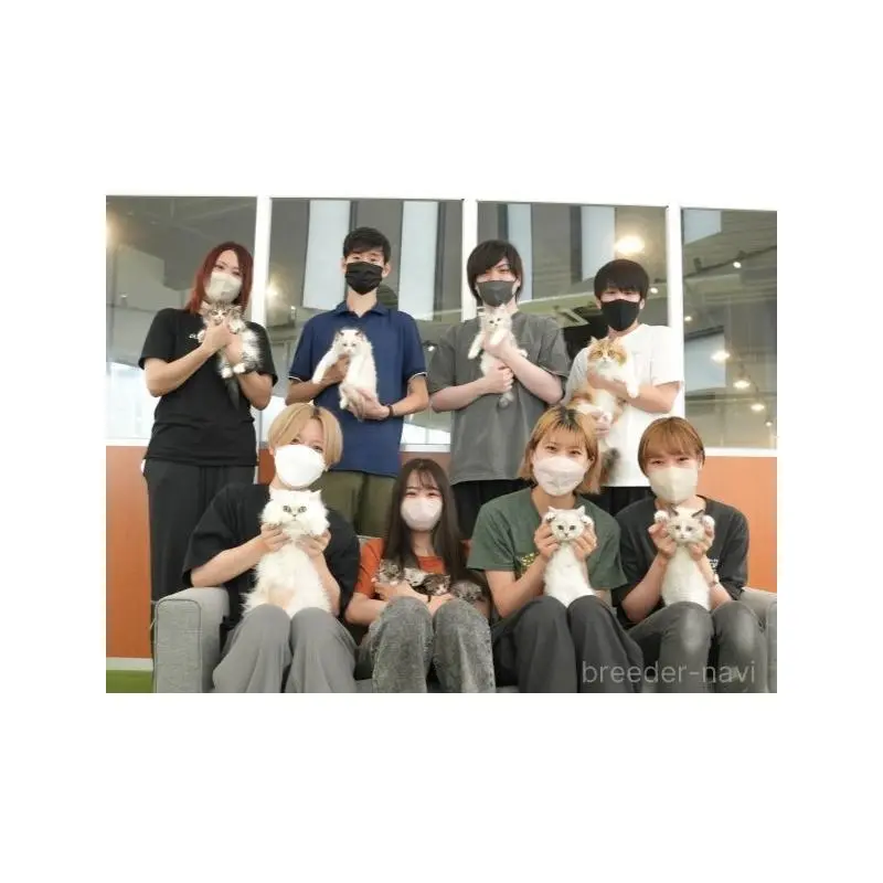 販売中の茨城県のミヌエット-130617の15枚目