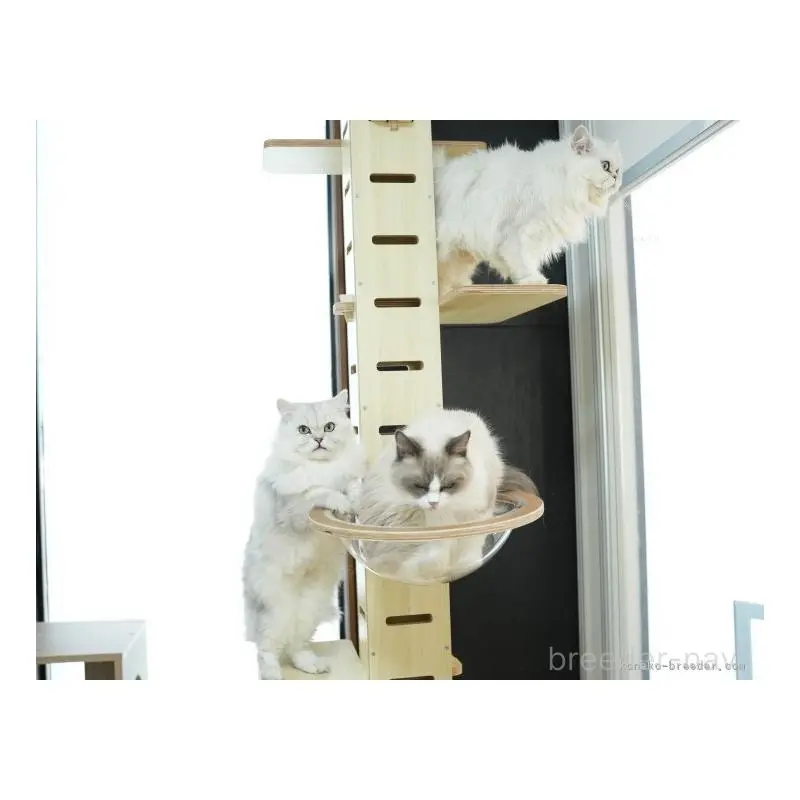 販売中の茨城県のミヌエット-130617の11枚目