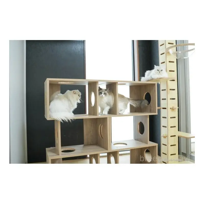 販売中の茨城県のミヌエット-130617の10枚目