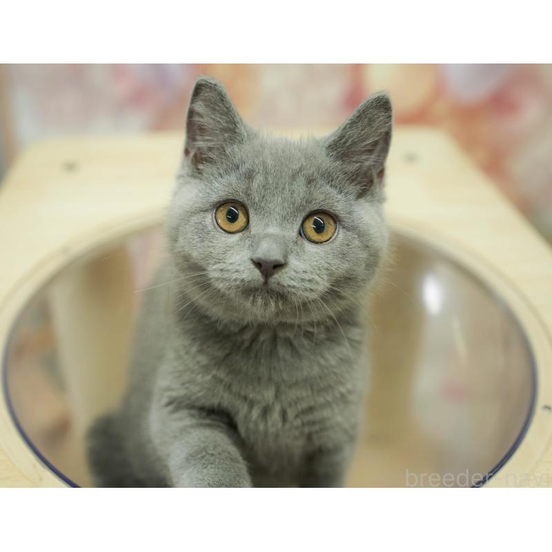 販売中の千葉県のブリティッシュショートヘア-130708