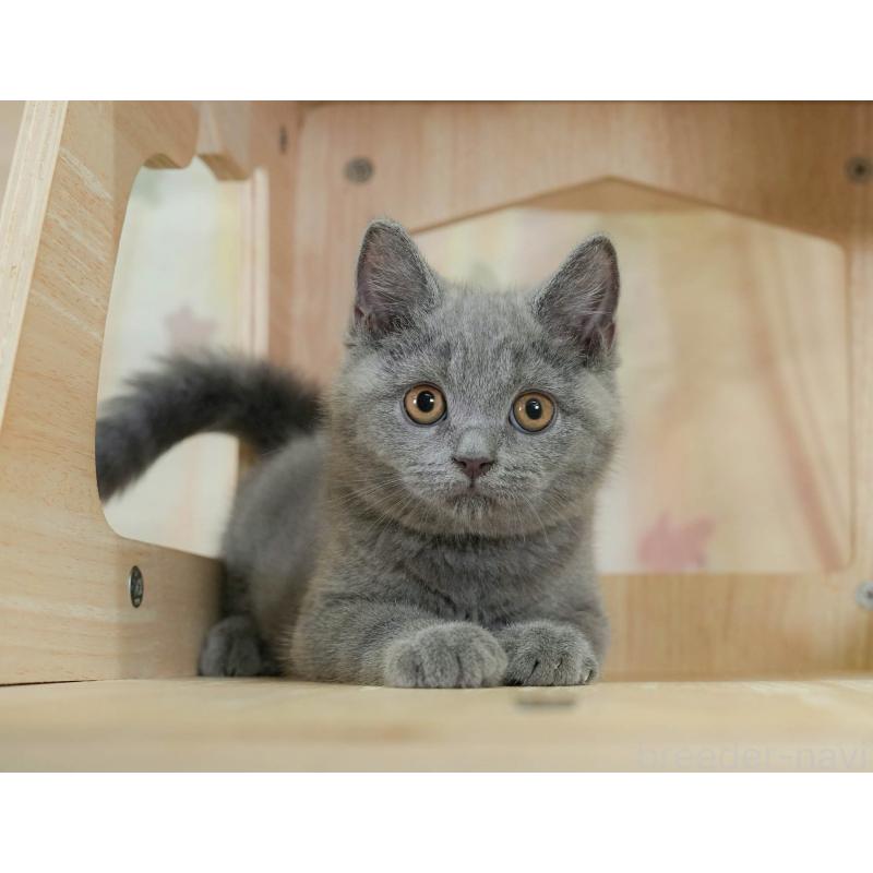 販売中の千葉県のブリティッシュショートヘア-130708の9枚目