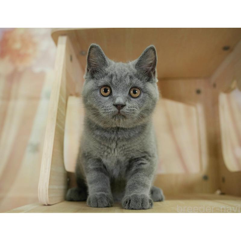 販売中の千葉県のブリティッシュショートヘア-130708の8枚目