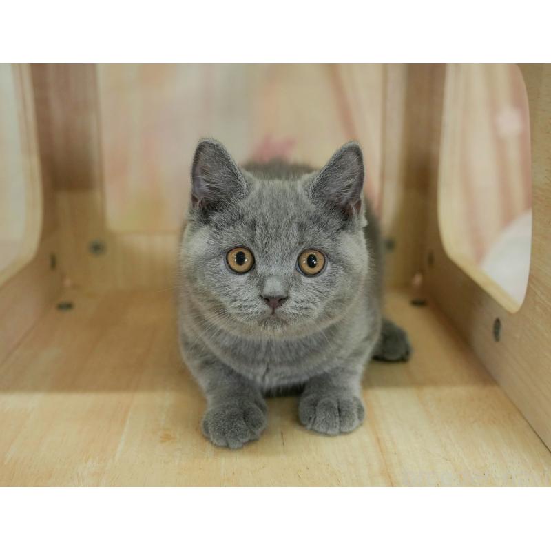 販売中の千葉県のブリティッシュショートヘア-130708の7枚目