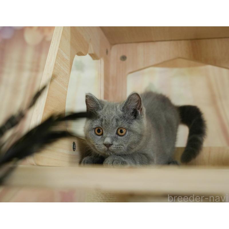 販売中の千葉県のブリティッシュショートヘア-130708の5枚目