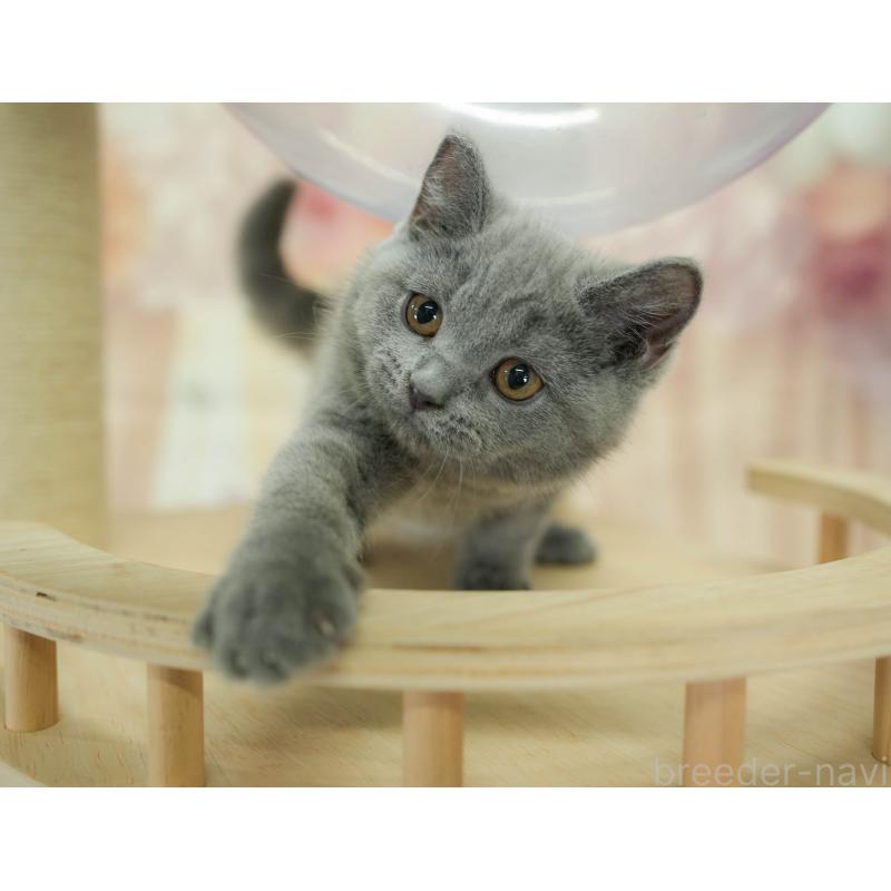 販売中の千葉県のブリティッシュショートヘア-130708の4枚目