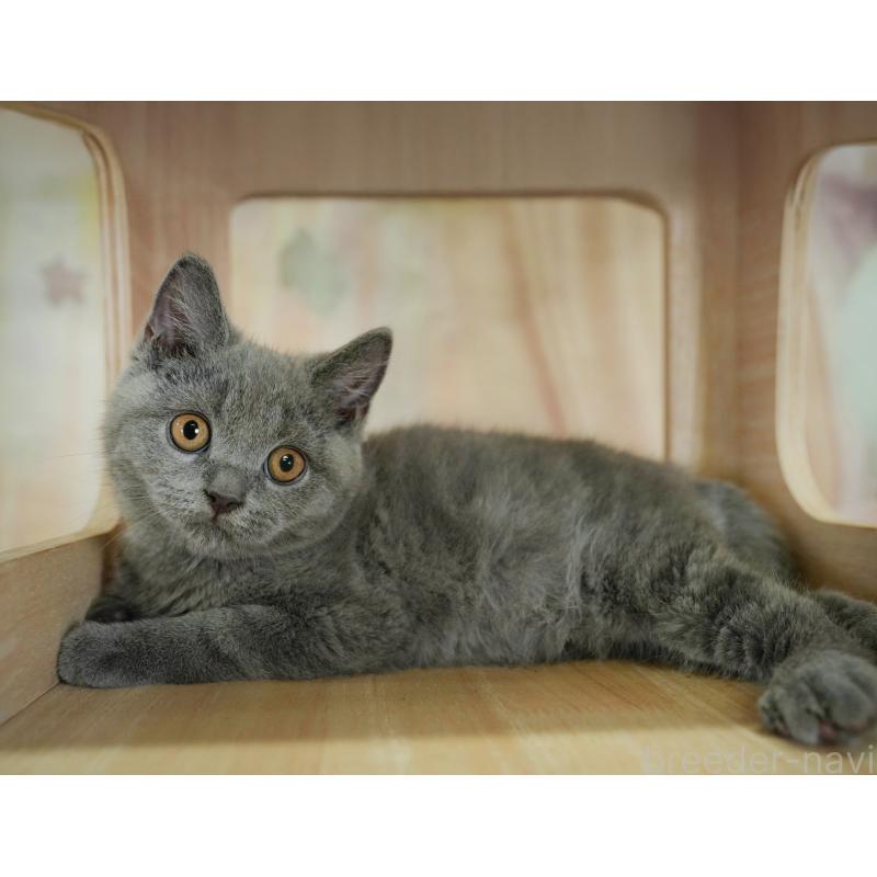 販売中の千葉県のブリティッシュショートヘア-130708の3枚目