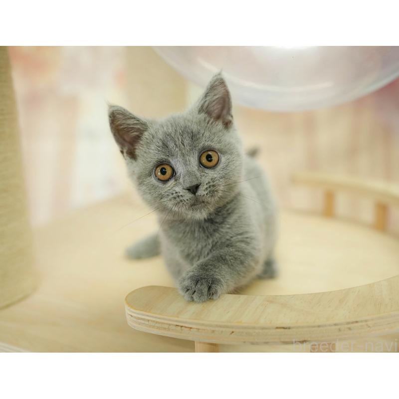 販売中の千葉県のマンチカン-130704の1枚目