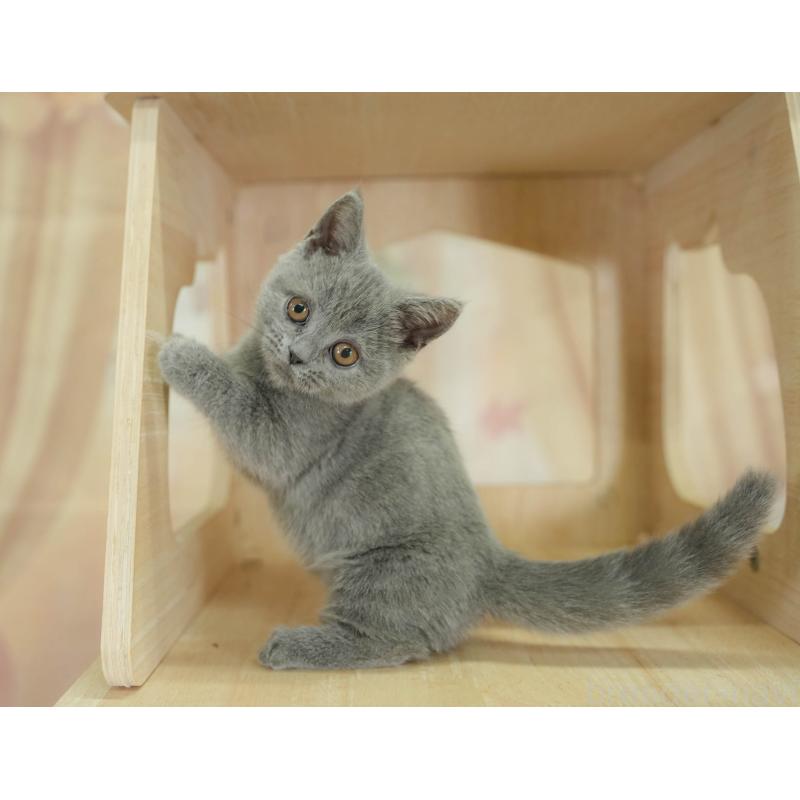 販売中の千葉県のマンチカン-130704の9枚目