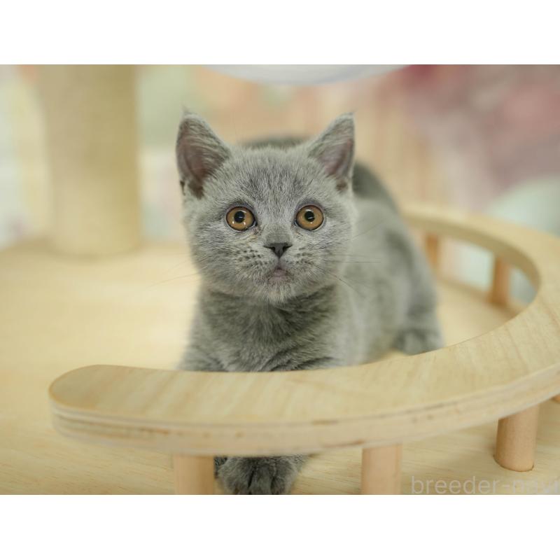 販売中の千葉県のマンチカン-130704の8枚目