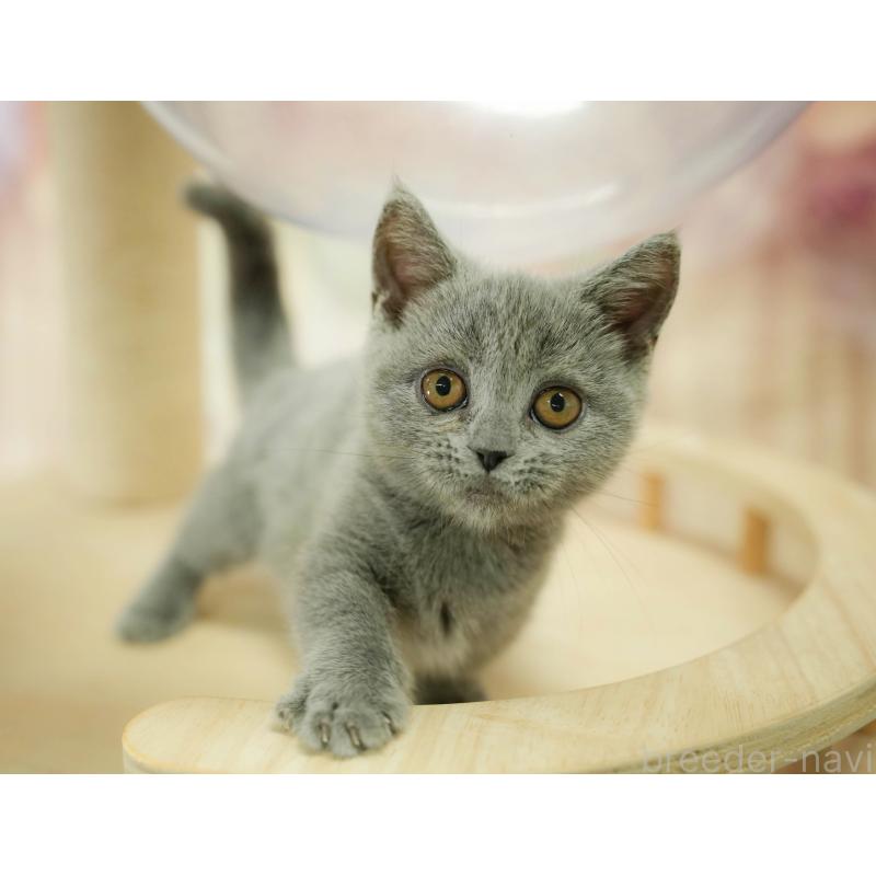 販売中の千葉県のマンチカン-130704の7枚目