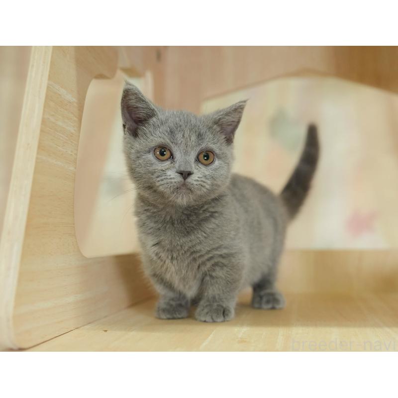 販売中の千葉県のマンチカン-130704の6枚目