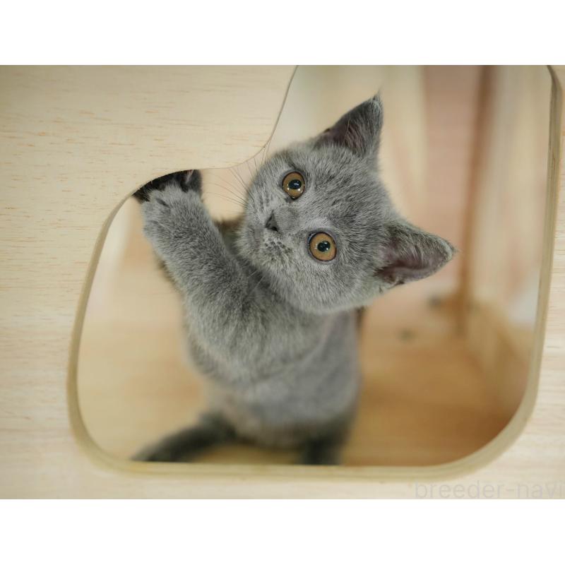 販売中の千葉県のマンチカン-130704の5枚目