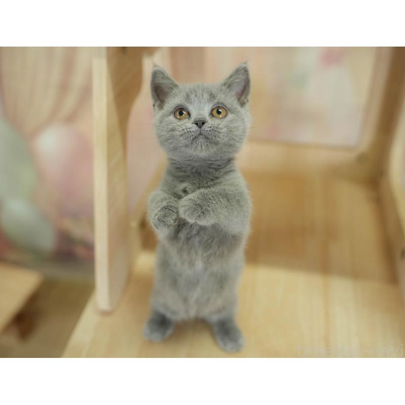 販売中の千葉県のマンチカン-130704の4枚目