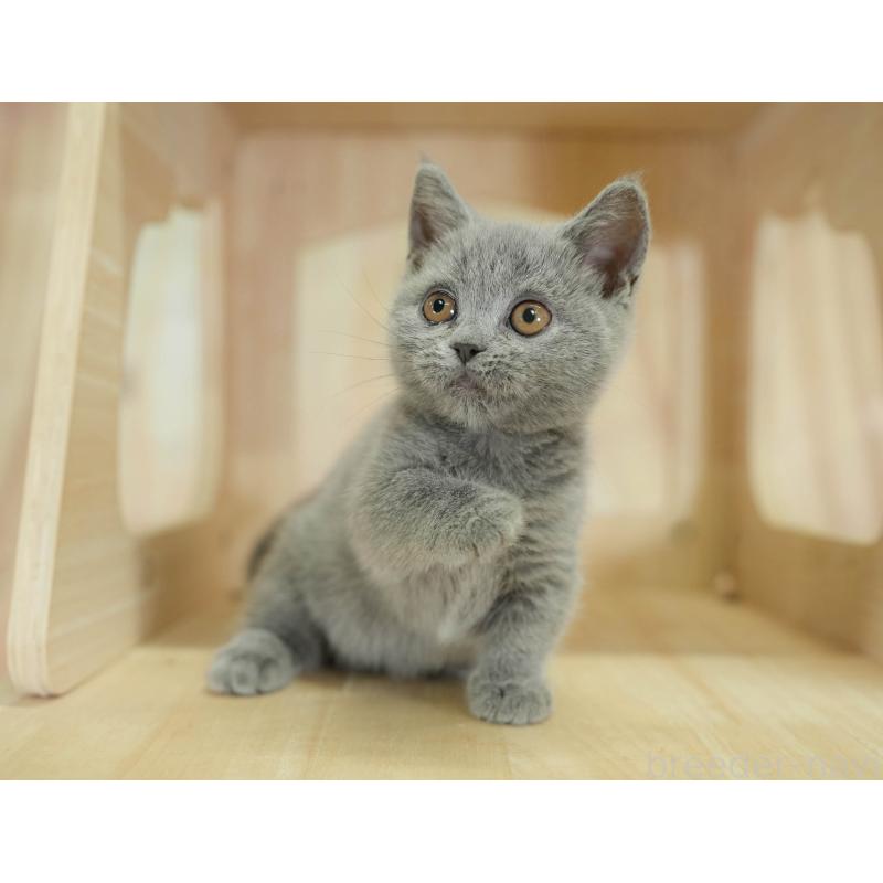 販売中の千葉県のマンチカン-130704の3枚目