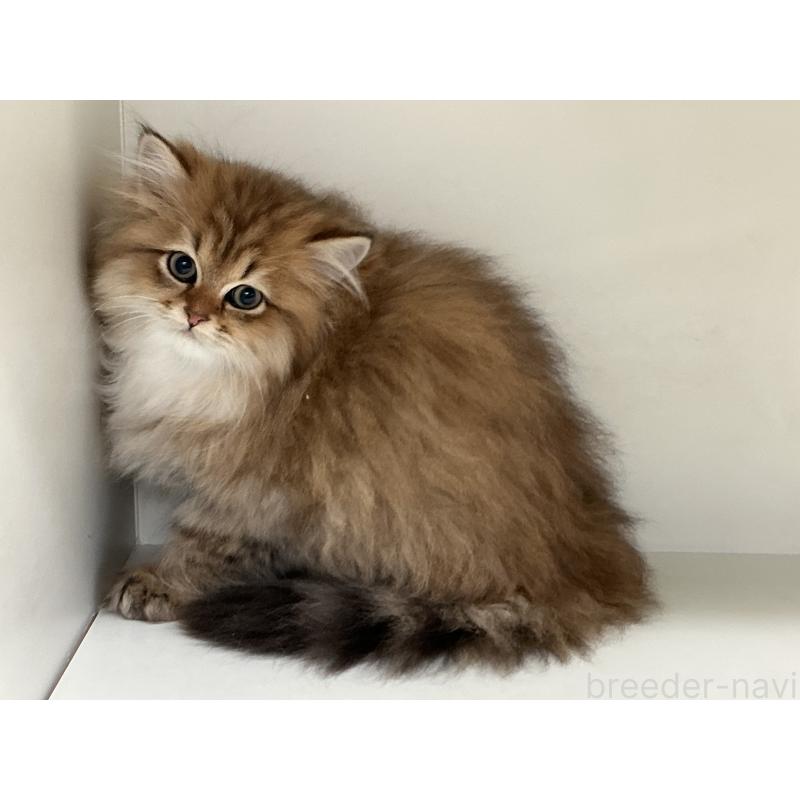 販売中の山形県のペルシャ(チンチラ)-127392の6枚目