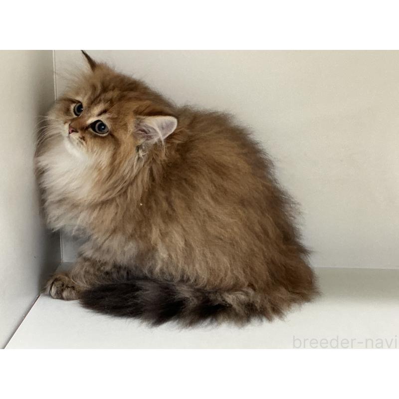 販売中の山形県のペルシャ(チンチラ)-127392の5枚目
