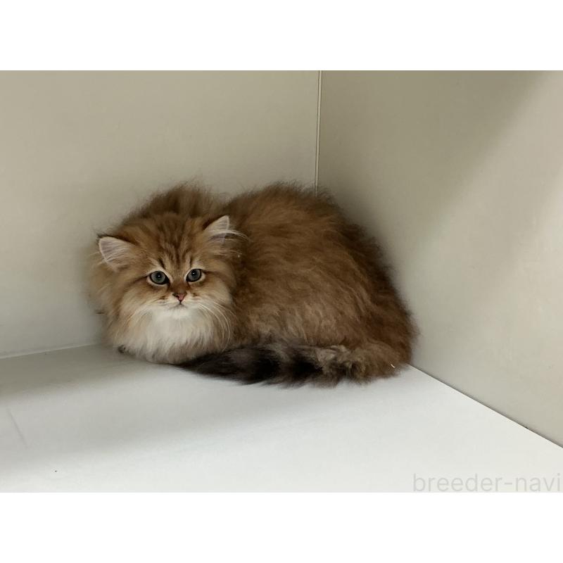 販売中の山形県のペルシャ(チンチラ)-127392の4枚目