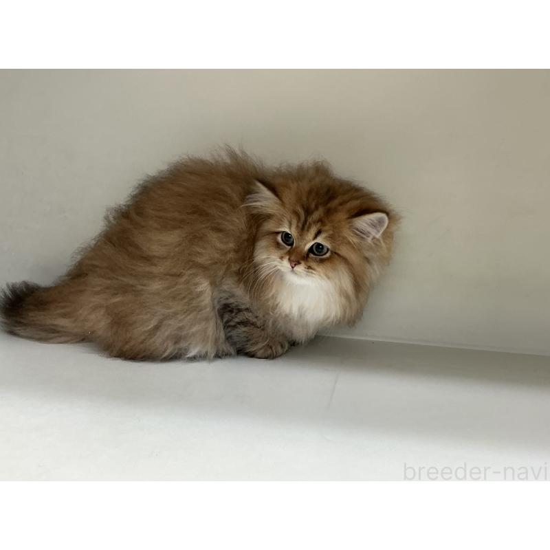 販売中の山形県のペルシャ(チンチラ)-127392の3枚目