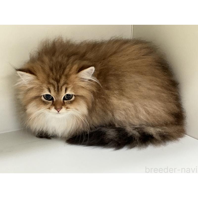 販売中の山形県のペルシャ(チンチラ)-127392の2枚目