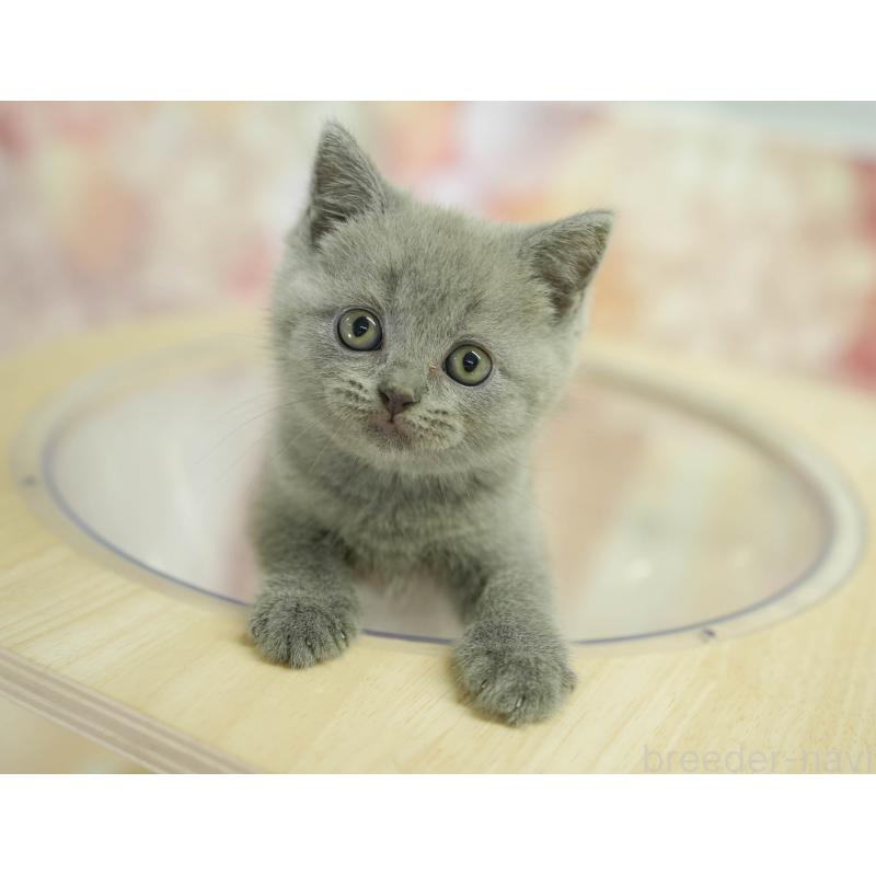 販売中の千葉県のブリティッシュショートヘア-130699
