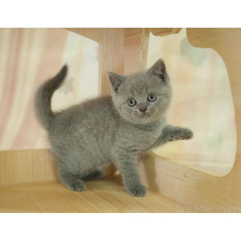 販売中の千葉県のブリティッシュショートヘア-130699の9枚目