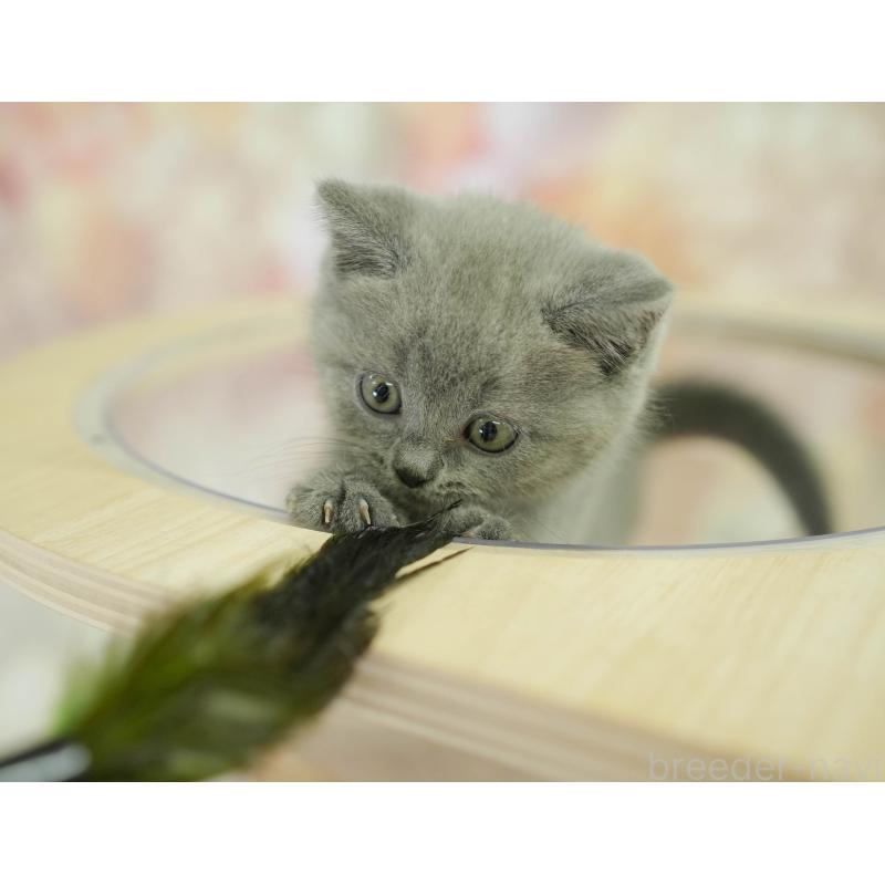 販売中の千葉県のブリティッシュショートヘア-130699の8枚目