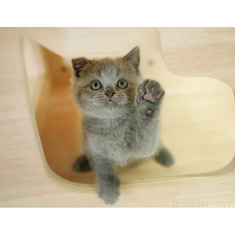 販売中の千葉県のブリティッシュショートヘア-130699の7枚目