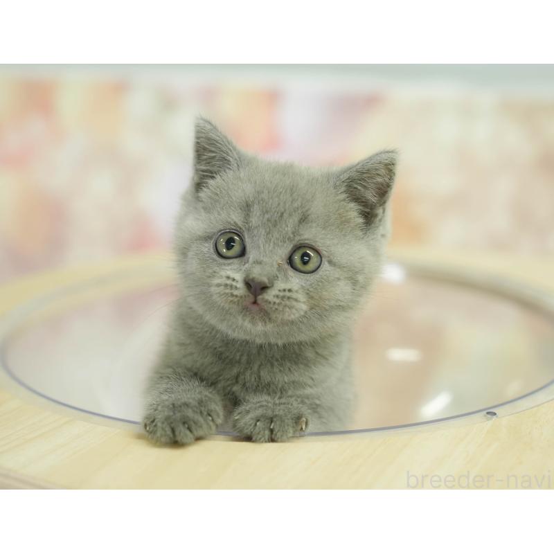 販売中の千葉県のブリティッシュショートヘア-130699の6枚目