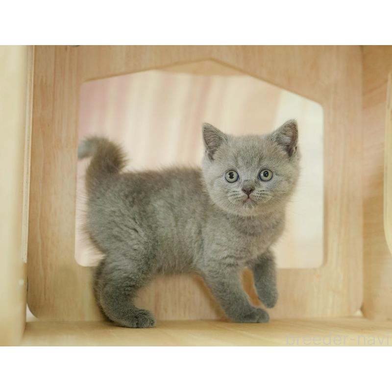 販売中の千葉県のブリティッシュショートヘア-130699の5枚目