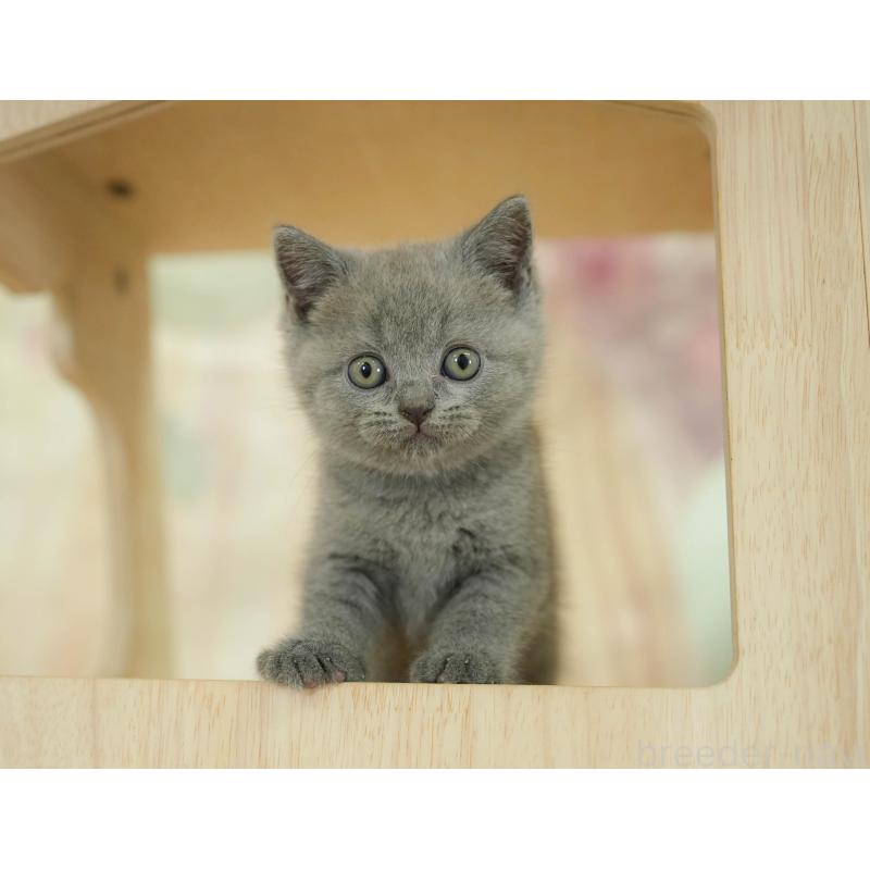 販売中の千葉県のブリティッシュショートヘア-130699の4枚目