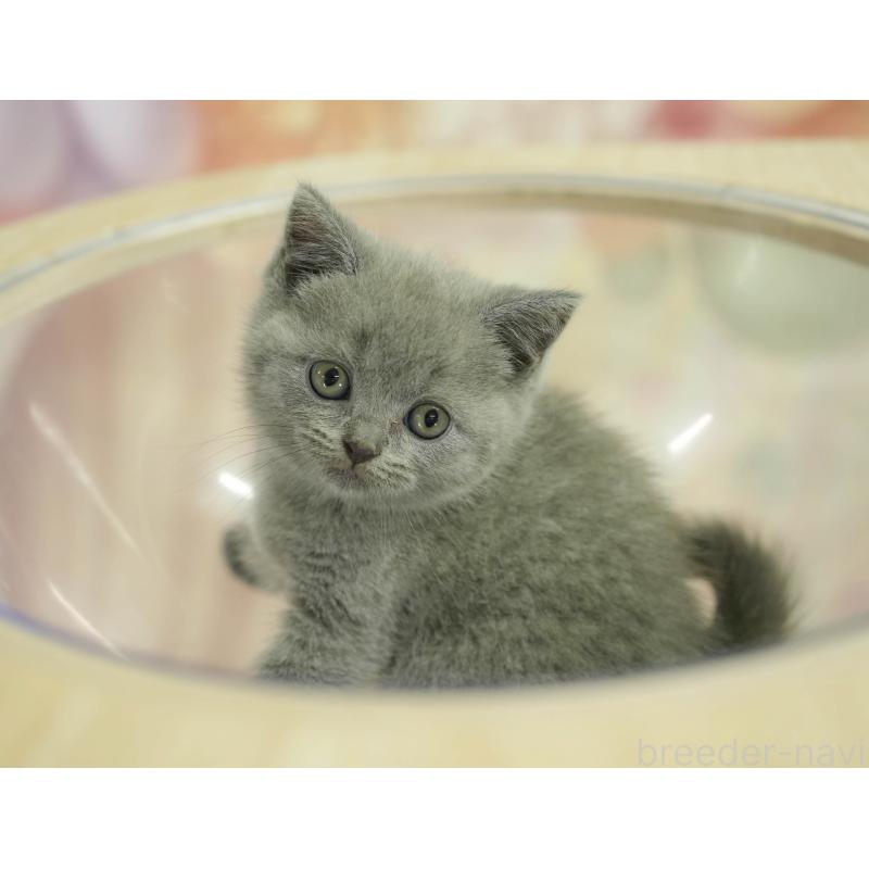 販売中の千葉県のブリティッシュショートヘア-130699の3枚目