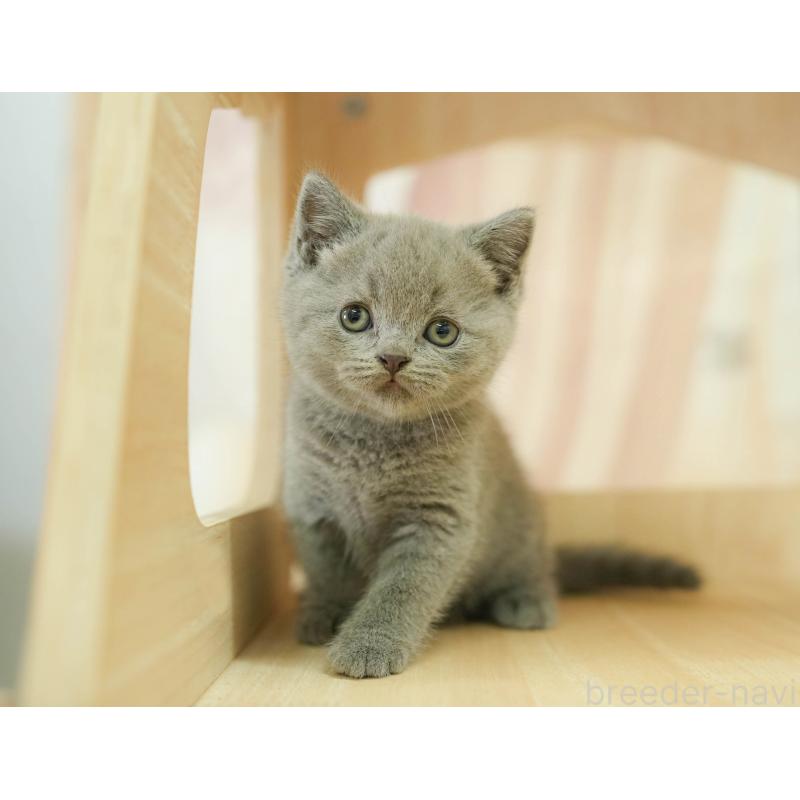 販売中ののブリティッシュショートヘア-130645