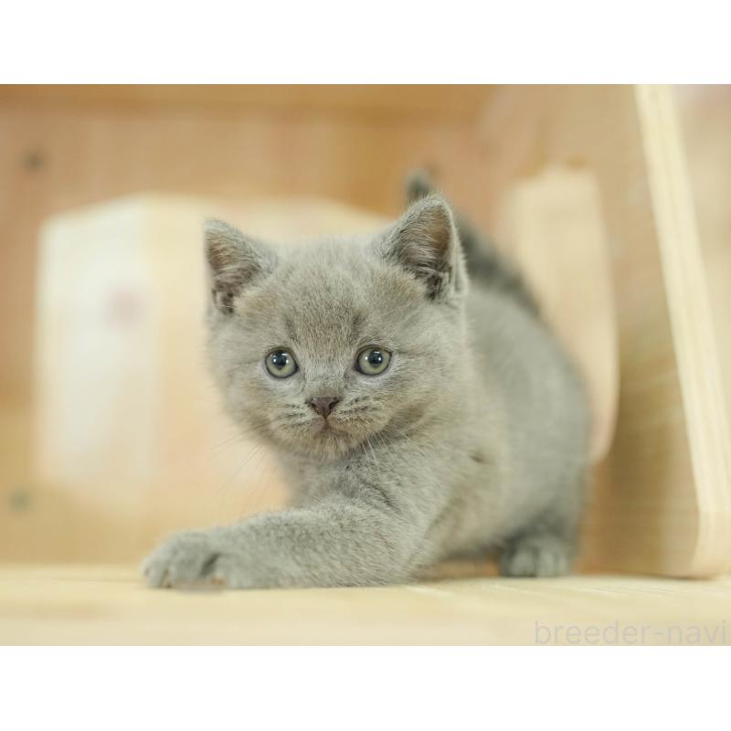 販売中の千葉県のブリティッシュショートヘア-130645の7枚目